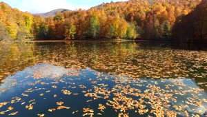 Stock Video Lake With Autumn Leaves Animated Wallpaper