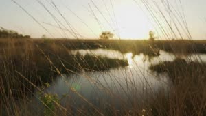 Stock Video Lake Surrounded By Dry Grass In The Savanna Animated Wallpaper