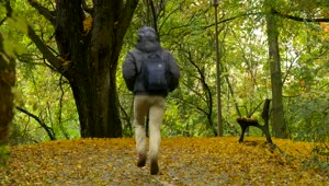 Stock Video Man Hurries To Bench In A Park At Autumn Animated Wallpaper
