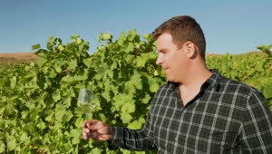 Stock Video Man Holding A Glass Of Wine In A Vineyard Animated Wallpaper