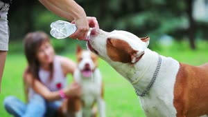 Stock Video Man Gives His Dogs Water To Drink From A Bottle Animated Wallpaper
