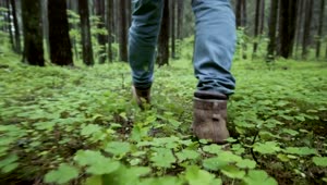 Stock Video Man Feet Walking Through The Forest Animated Wallpaper