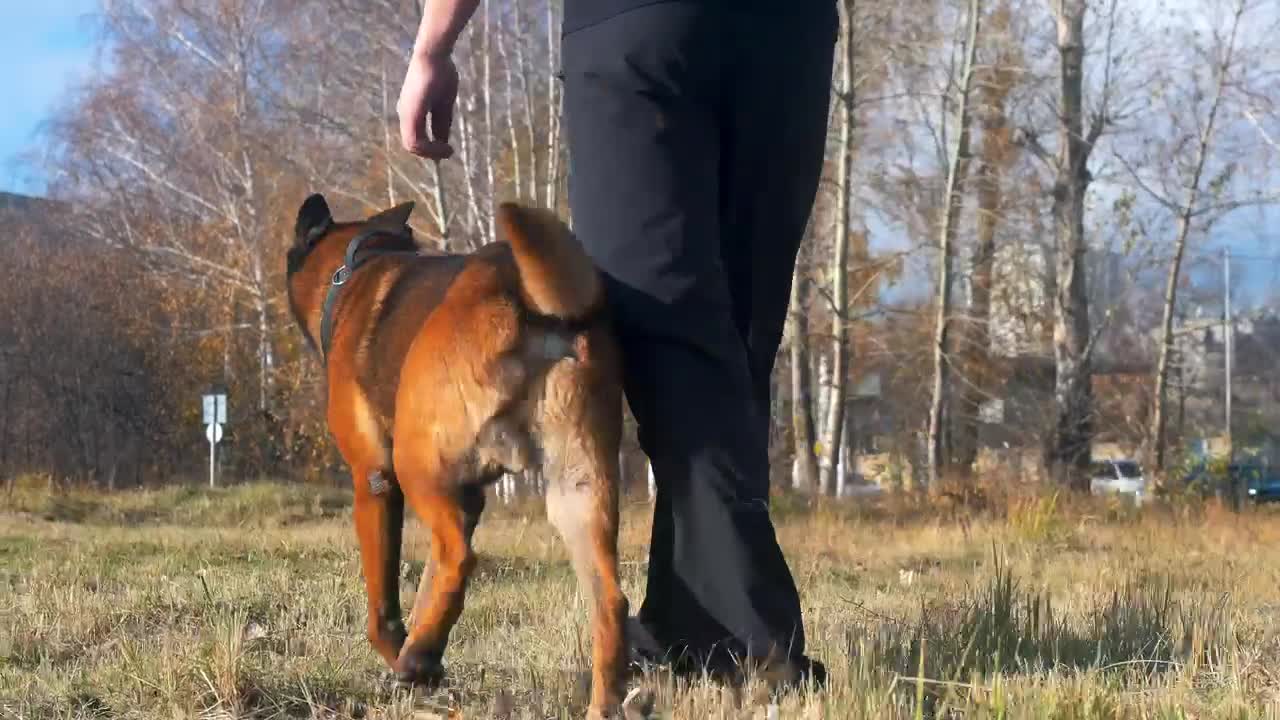 Download Stock Video Man And His Dog Walking Through A Field Animated Wallpaper