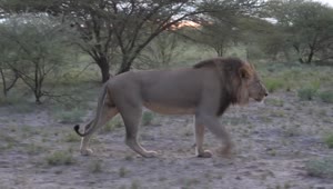Stock Video Male Lion Walking In The Savanna Animated Wallpaper
