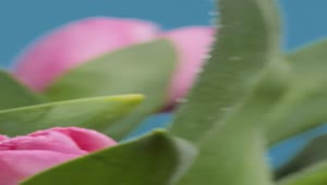 Stock Video Macro Close Up Of Tulips Animated Wallpaper