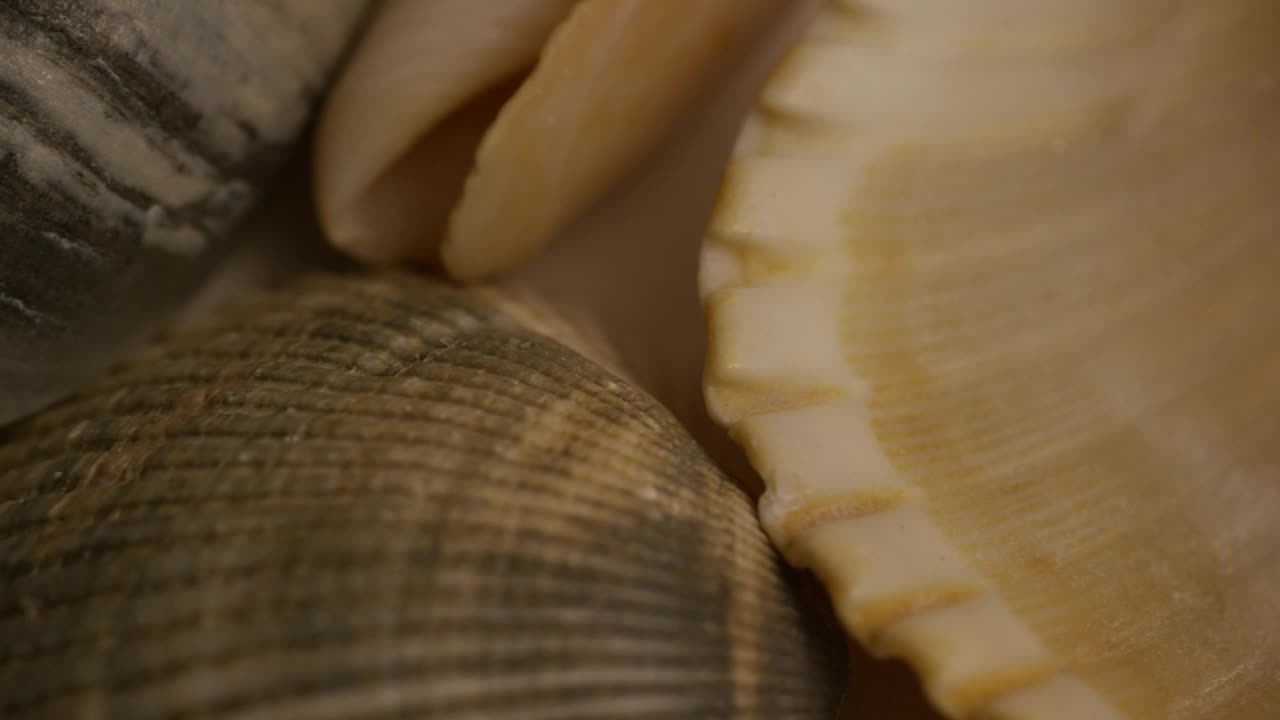 Download Stock Video Macro Close Up Of Sea Shells Animated Wallpaper