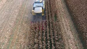 Stock Video Machine Working Harvesting Corn Fields Animated Wallpaper