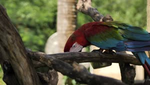 Stock Video Macaw Parrot Feeding On A Branch Animated Wallpaper