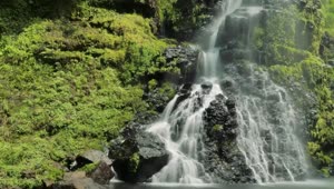 Stock Video Lush Waterfall In Forest Animated Wallpaper