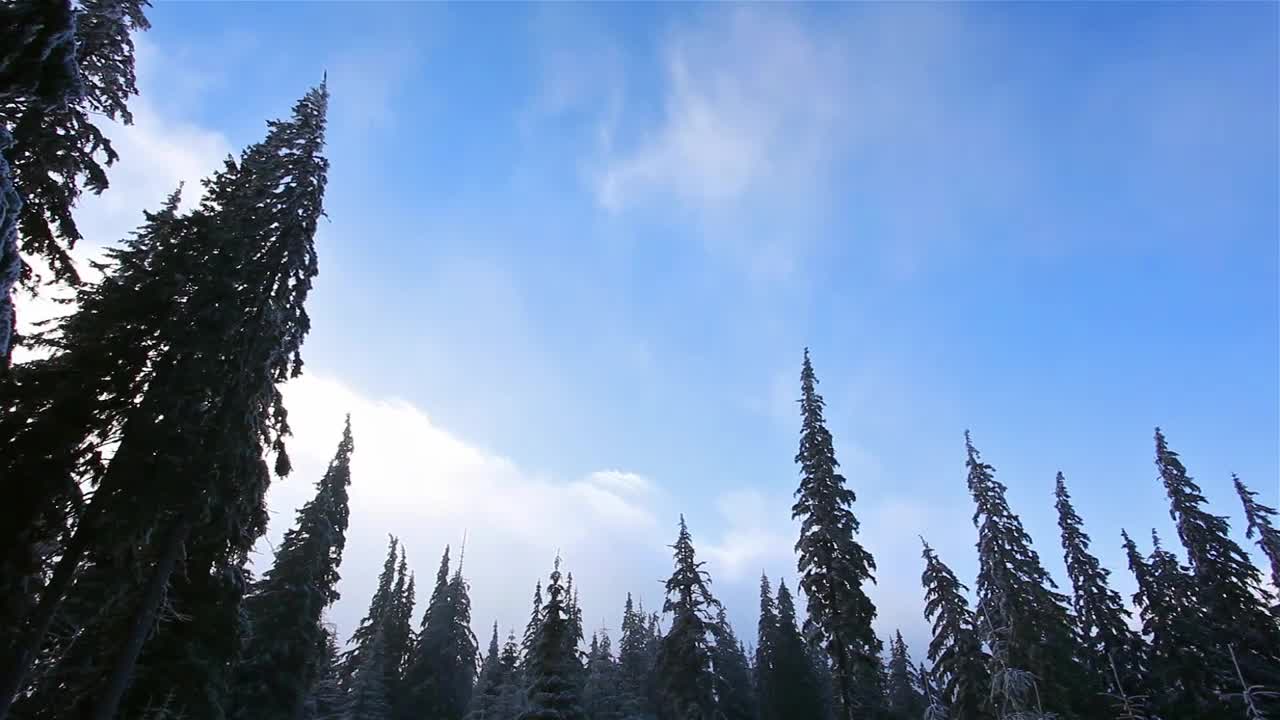 Download Stock Video Low View Of The Sky From A Forest With Pine Animated Wallpaper
