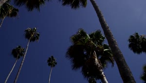 Stock Video Low Shot Of Tall Palm Trees And Blue Sky Animated Wallpaper