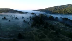 Stock Video Low Mist Hanging Over A Forest Animated Wallpaper