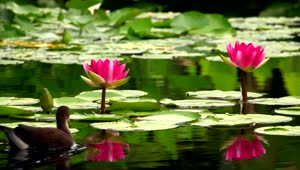 Stock Video Lotus Flowers And Ducks On A Calm Lake Animated Wallpaper