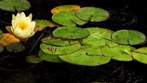 Stock Video Lotus Flowers And Leaves In A Lake Animated Wallpaper