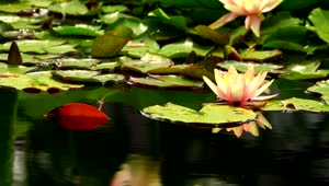 Stock Video Lotus Flower Floating In A Pond Animated Wallpaper