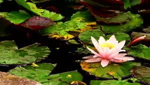 Stock Video Lotus Flower And Green Leaves Floating Animated Wallpaper