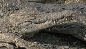 Stock Video Lots Of Crocodiles On A River Bank Animated Wallpaper