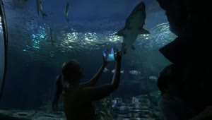 Stock Video Looking Up As A Shark Swims Across Animated Wallpaper