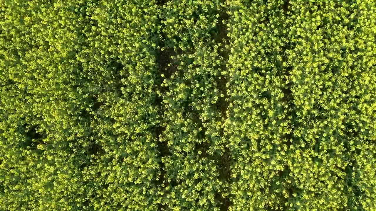 Download Stock Video Looking Down Over Thick Crops Animated Wallpaper