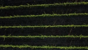 Stock Video Long Vineyard Lines Animated Wallpaper