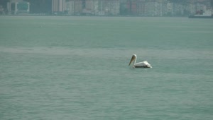 Stock Video Lonely Stork In The Sea Animated Wallpaper