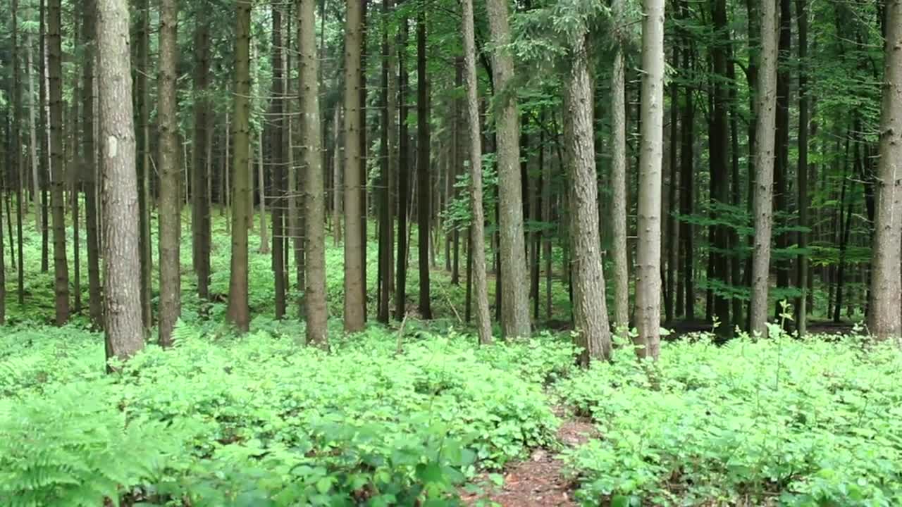 Download Stock Video Lonely Man Walking In A Forest Animated Wallpaper
