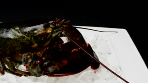Stock Video Lobster On Ice Before Cooking Animated Wallpaper