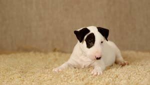 Stock Video Little White Puppy Bull Terrier Animated Wallpaper