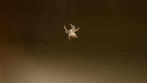 Stock Video Little Spider Creating A Web Animated Wallpaper