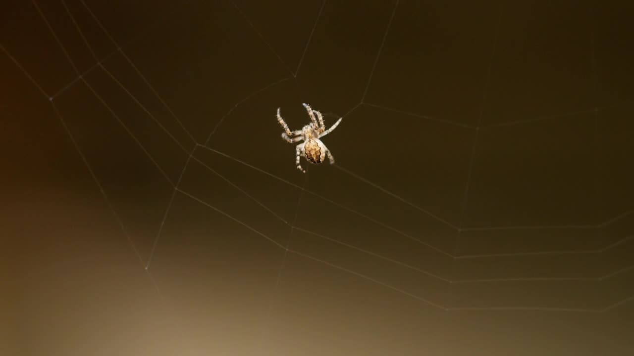 Download Stock Video Little Spider Creating A Web Animated Wallpaper