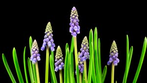Stock Video Little Purple Flowers Growing Animated Wallpaper