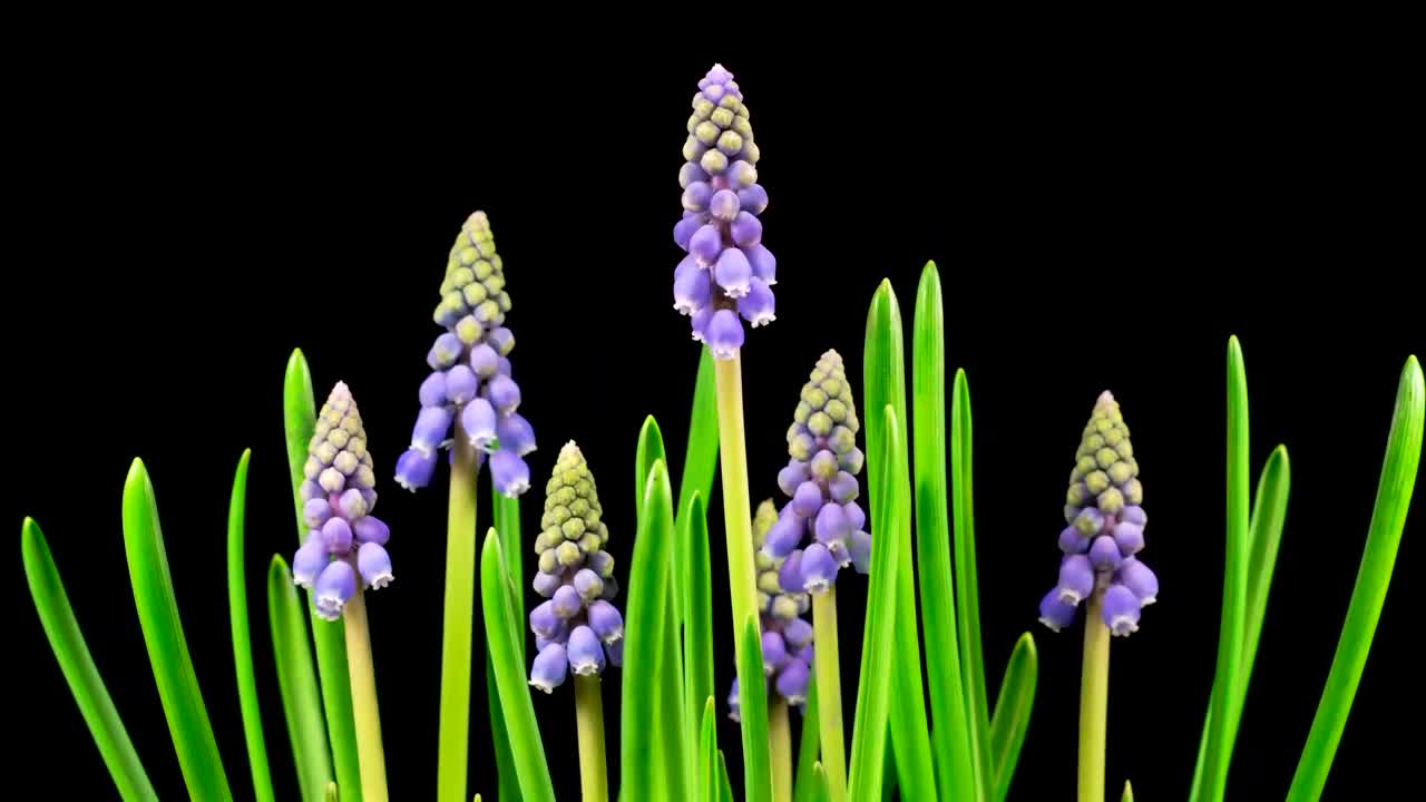 Download Stock Video Little Purple Flowers Growing Animated Wallpaper