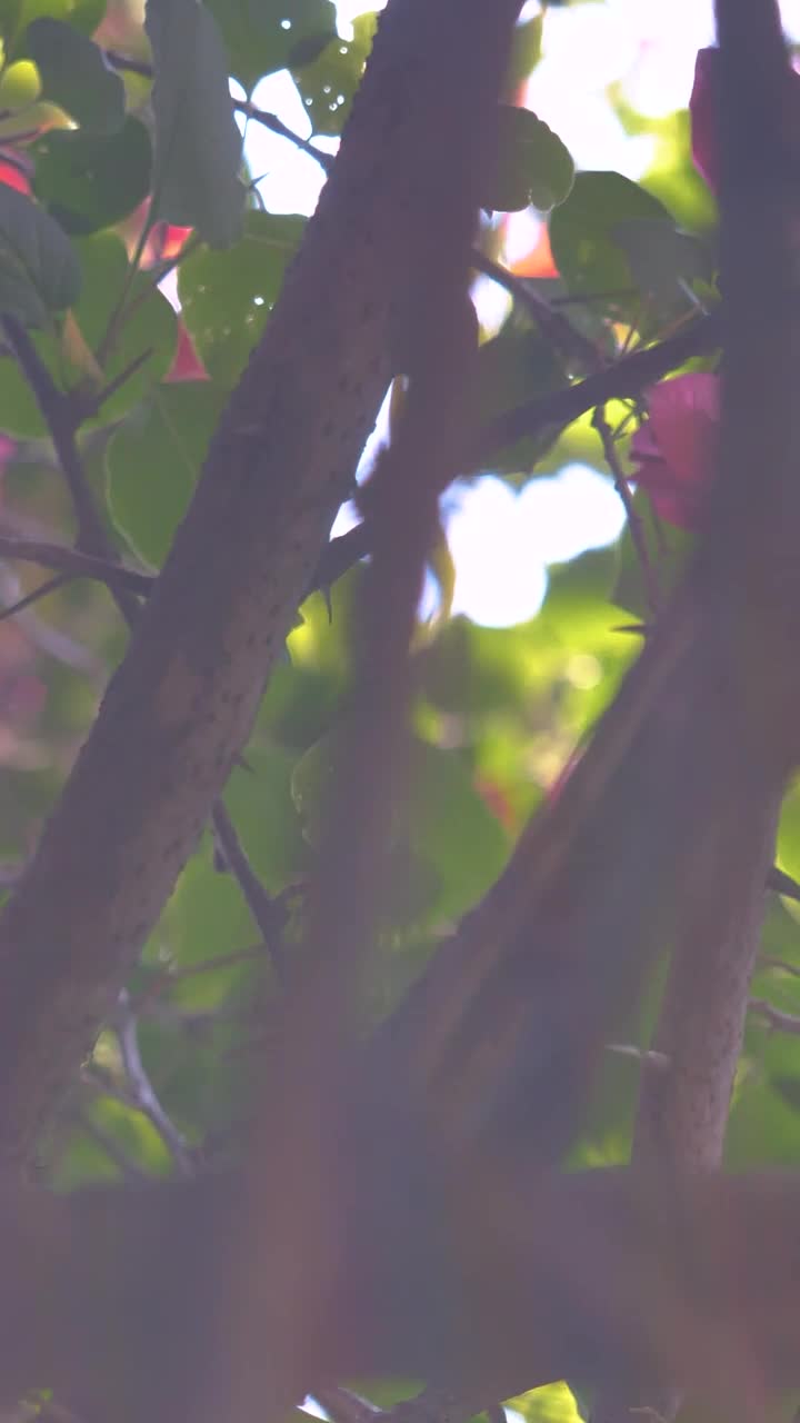 Download Stock Video Little Pink Flowers On A Tree Animated Wallpaper