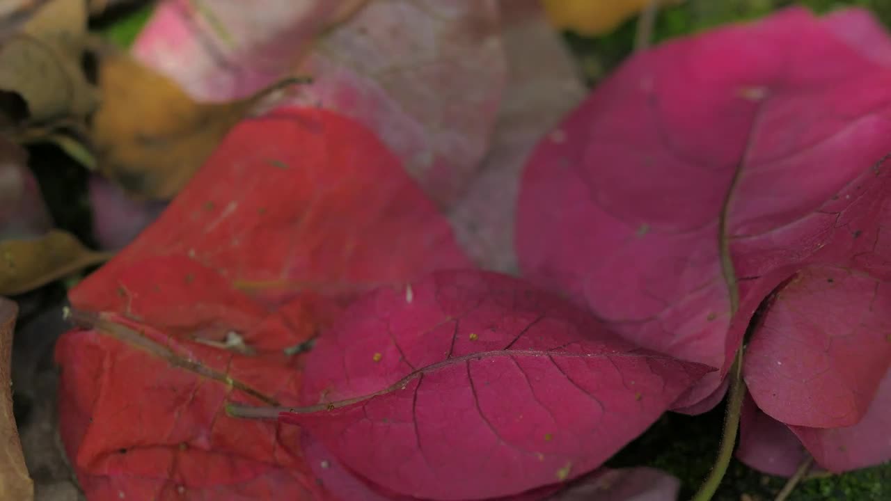 Download Stock Video Little Pink Flowers In The Ground Animated Wallpaper