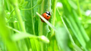 Stock Video Little Ladybug Walking Through Grass Animated Wallpaper