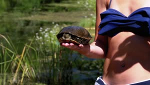 Stock Video Little Girl Shows A Turtle To The Camera Animated Wallpaper
