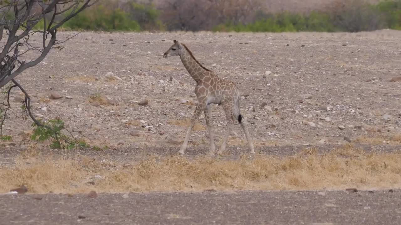 Download Stock Video Little Giraffe Looking For Food Animated Wallpaper