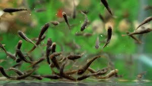 Stock Video Little Fishes In The Aquarium Animated Wallpaper
