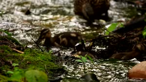 Stock Video Little Ducks Walk In A Stream In The Forest Animated Wallpaper
