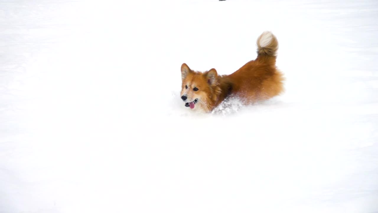 Download Stock Video Little Dog Running In The Snow Animated Wallpaper