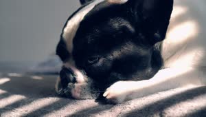Stock Video Little Dog Lying Down Bored And Sad Animated Wallpaper