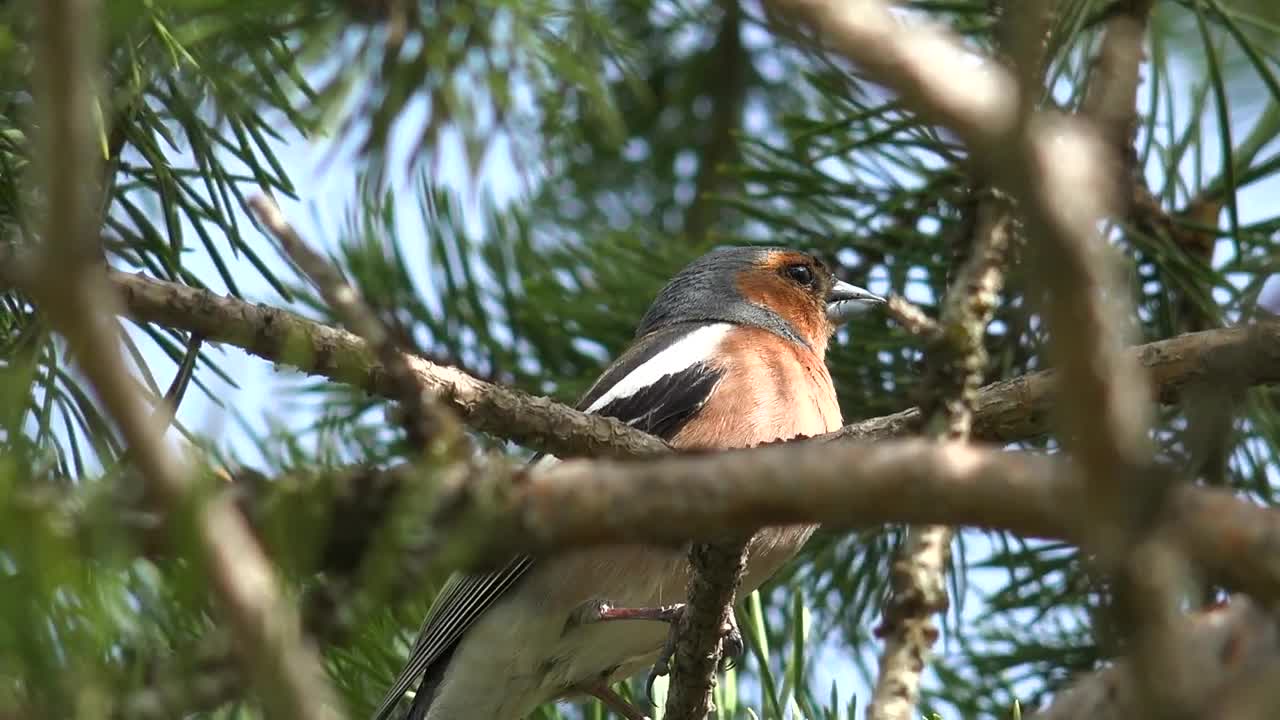 Download Stock Video Little Colorful Bird On A Tree Branch Animated Wallpaper