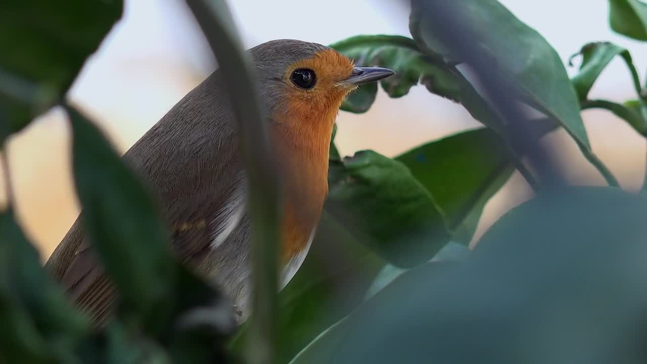 Download Stock Video Little Bird On A Tree Branch Animated Wallpaper