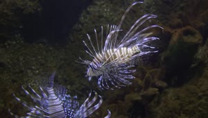 Stock Video Lionfish Swimming In The Water Animated Wallpaper