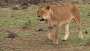 Stock Video Lioness Walking On The Savanna Animated Wallpaper