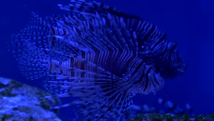Stock Video Lionfish On A Blue Aquarium Animated Wallpaper