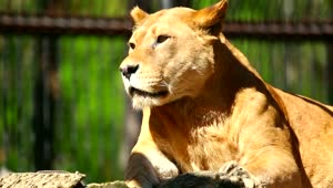 Stock Video Lioness Resting In The Sun Animated Wallpaper