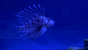 Stock Video Lion Fish Swimming In Blue Water Animated Wallpaper