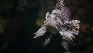 Stock Video Lion Fish In A Tank Animated Wallpaper