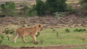 Stock Video Lion Cubs Playing On The Valley Animated Wallpaper